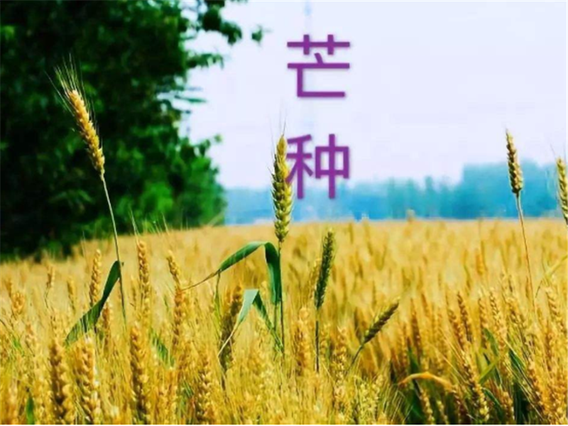 什么是二十四節(jié)氣——芒種？